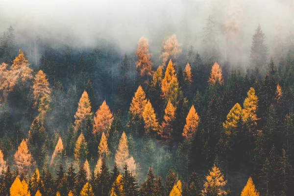 Φθινόπωρο Φύση Δάσος Φόντο Στην Ομίχλη — Φωτογραφία Αρχείου