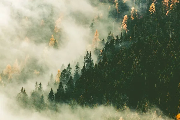 Herfst Natuur Achtergrond Bos Mist — Stockfoto