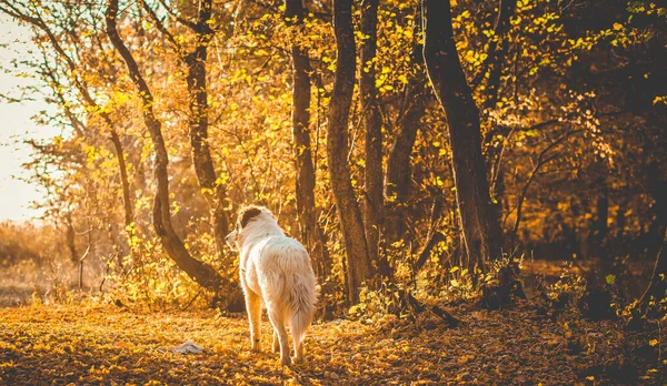 Sonbahar Doğası Ormanda Beyaz Köpek — Stok fotoğraf