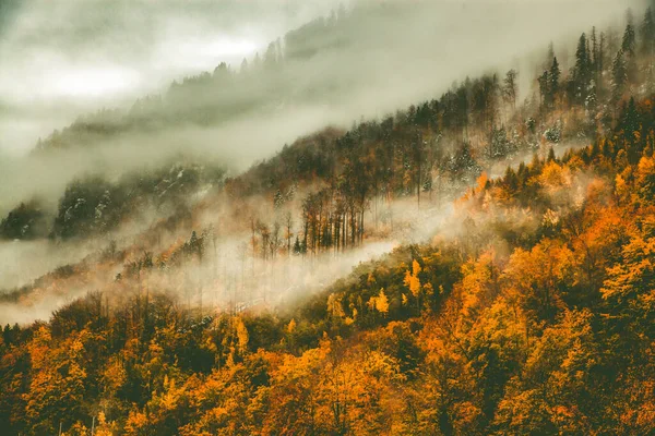 Ομιχλώδες Δάσος Φόντο Φθινόπωρο — Φωτογραφία Αρχείου