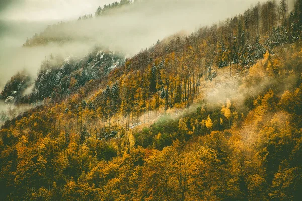 Mgliste Tło Lasu Jesienią — Zdjęcie stockowe