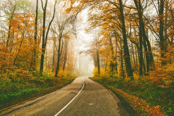 Strada Sinuosa Nella Bella Foresta Nebbiosa Autunno — Foto Stock
