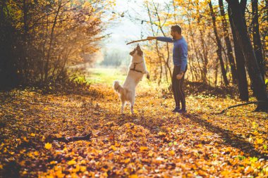 Mutlu köpek ve adam sonbahar ormanında oynuyorlar.