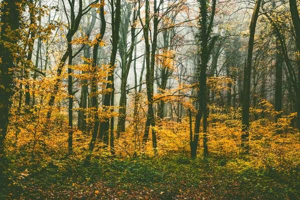 Beautiful Foggy Forest Autumn — Stock Photo, Image