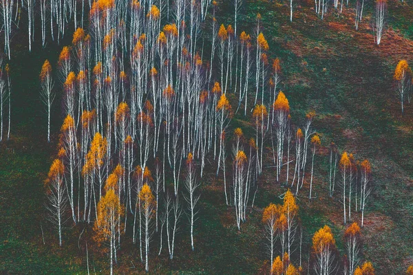 Herfst Achtergrond Kleurrijke Bomen Het Landschap — Stockfoto