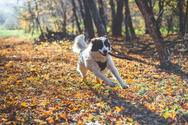 Mutlu Köpek Adam Sonbahar Ormanında Oynuyorlar — Stok fotoğraf