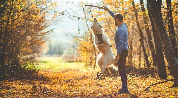 Mutlu Köpek Adam Sonbahar Ormanında Oynuyorlar — Stok fotoğraf