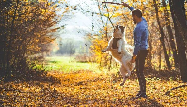 Χαρούμενος Σκύλος Και Άνθρωπος Παίζει Στο Δάσος Του Φθινοπώρου — Φωτογραφία Αρχείου