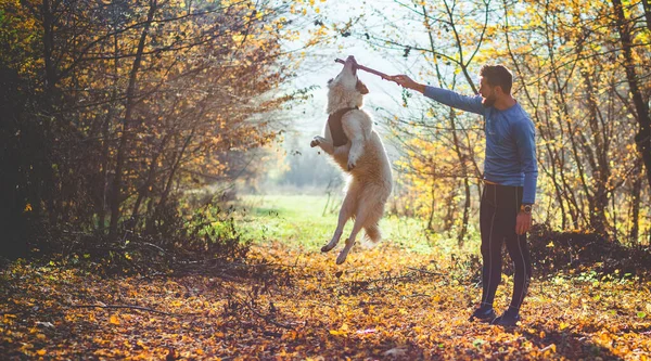 Gelukkig Hond Man Spelen Herfst Bos — Stockfoto