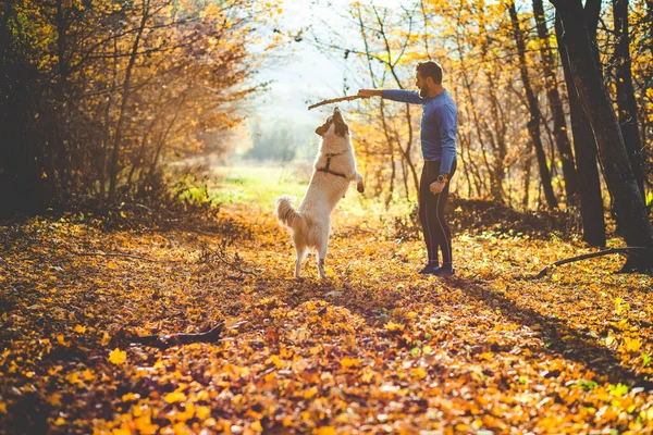 Szczęśliwy Pies Człowiek Bawiący Się Jesiennym Lesie — Zdjęcie stockowe