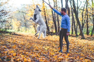 Mutlu köpek ve adam sonbahar ormanında oynuyorlar.