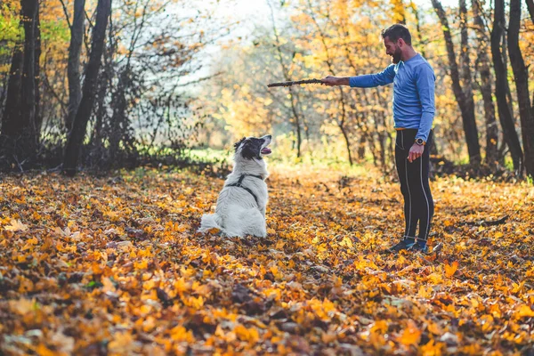 Mutlu Köpek Adam Sonbahar Ormanında Oynuyorlar — Stok fotoğraf