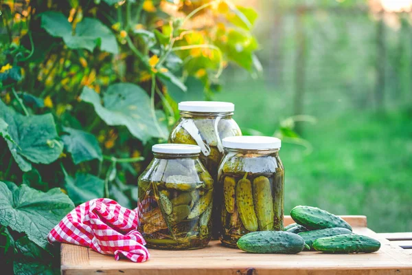 Pepinos Conservados Escabeche Comida Orgânica Inverno — Fotografia de Stock