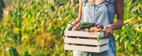 Cultivar Alimentos Orgánicos Agricultora Cosechando Verduras Frescas Jardín Remolacha Zanahorias — Foto de Stock