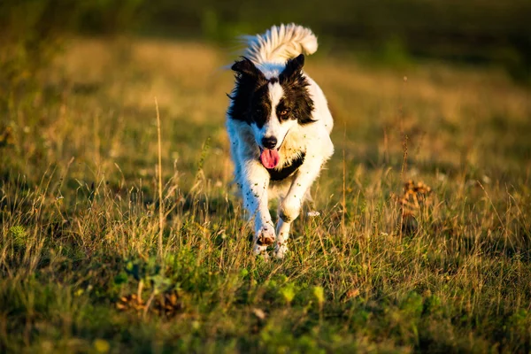 Mutlu Köpek Sonbahar Manzarasında Gün Batımında Koşuyor Stok Resim