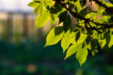 Yazın taze yeşil yapraklar ve bokeh arkaplan