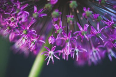 soyut mor dev allium çiçeği