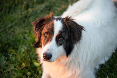 Mutlu beyaz çoban köpeği doğada