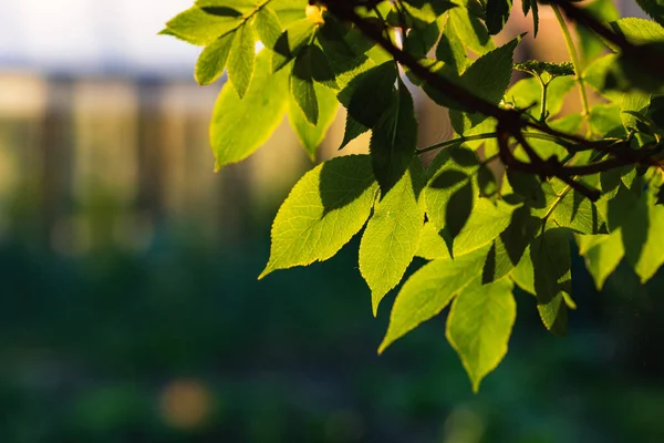 Свежие Зеленые Листья Летом Боке Фон — стоковое фото