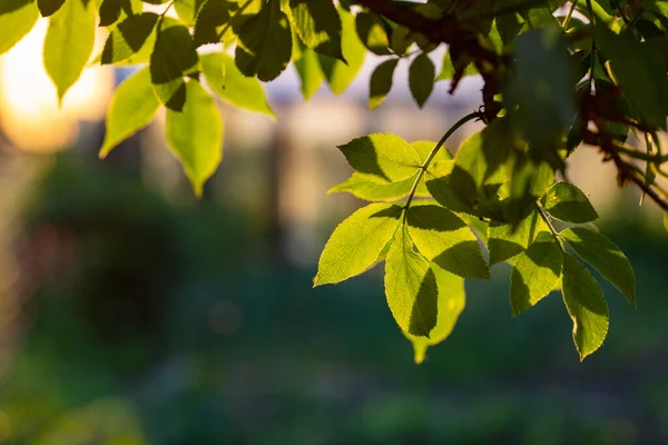Свежие Зеленые Листья Летом Боке Фон — стоковое фото