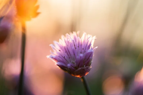 chives blooming at sunset purple nature background