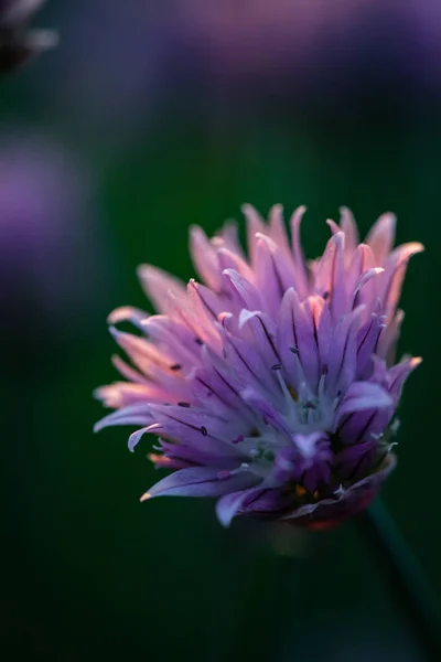 Cebolinha Florescendo Pôr Sol Roxo Natureza Fundo — Fotografia de Stock