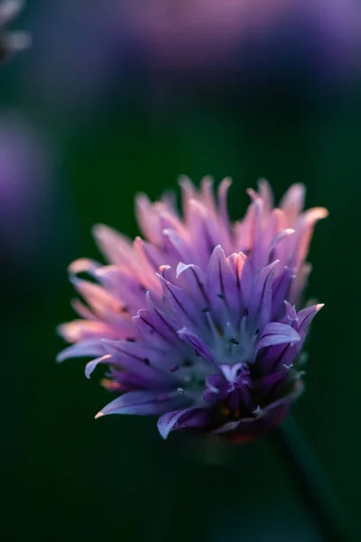 Cebollino Floreciendo Atardecer Púrpura Naturaleza Fondo — Foto de Stock