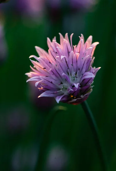 Cebollino Floreciendo Atardecer Púrpura Naturaleza Fondo — Foto de Stock