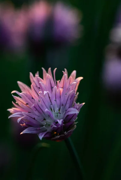 Schnittlauch Blüht Bei Sonnenuntergang Lila Natur Hintergrund — Stockfoto