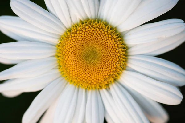 Nahaufnahme Auf Einer Gänseblümchenblume — Stockfoto