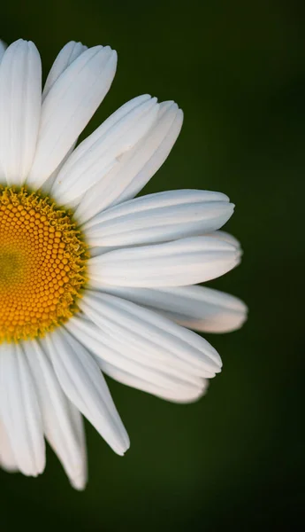 Close Daisy Flower — Stock Photo, Image