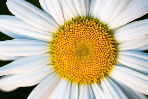 Fechar Cima Uma Flor Margarida — Fotografia de Stock