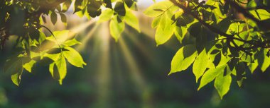 Yazın taze yeşil yapraklar ve bokeh arkaplan