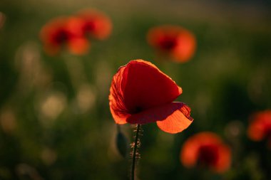 vahşi gelincik tarlası - Ateşkes veya Anma Günü arkaplanı