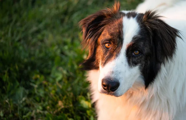 自然の中で幸せな白い羊飼いの犬 — ストック写真