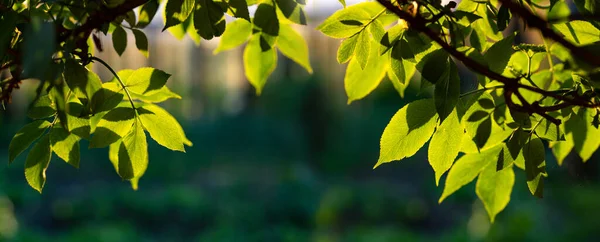 Folhas Verdes Frescas Verão Fundo Bokeh — Fotografia de Stock