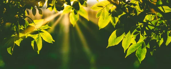 Feuilles Vertes Fraîches Été Fond Bokeh — Photo