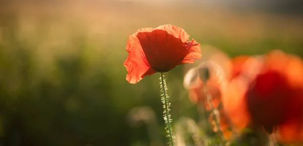 Wild Poppy Field Armistice Remembrance Day Background — Stock Photo, Image