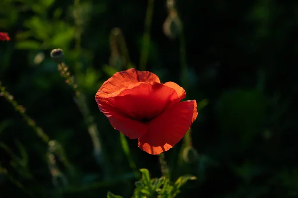 Wild Poppy Field Armistice Remembrance Day Background — Stock Photo, Image