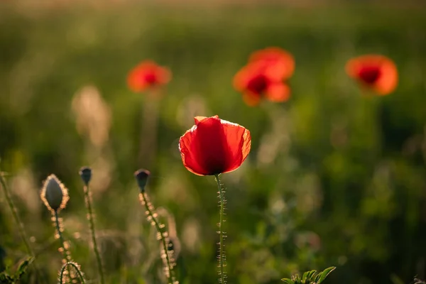 Campo Amapola Silvestre Armisticio Recuerdo Fondo Día — Foto de Stock