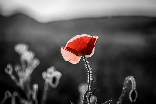 Campo Amapola Silvestre Armisticio Recuerdo Fondo Día —  Fotos de Stock