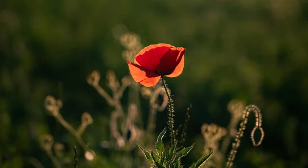 Wild Papaverveld Wapenstilstand Herinnering Dag Achtergrond — Stockfoto