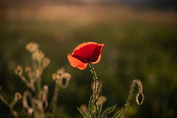 Campo Papavero Selvatico Armistizio Ricordo Giorno Sfondo — Foto Stock