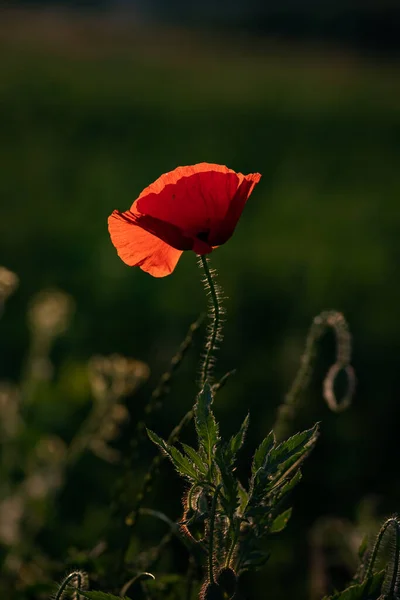 Wild Poppy Field Armistice Remembrance Day Background — Stock Photo, Image