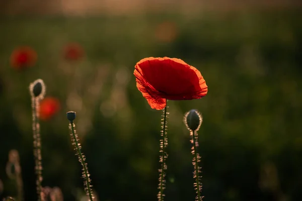 Campo Amapola Silvestre Armisticio Recuerdo Fondo Día — Foto de Stock