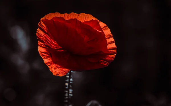 Campo Papoula Selvagem Armistício Lembrança Dia Fundo — Fotografia de Stock