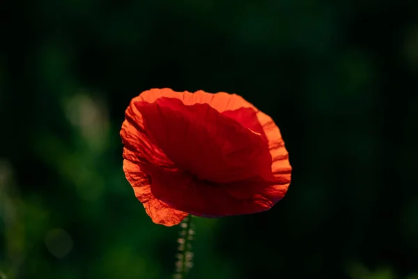 Campo Papoula Selvagem Armistício Lembrança Dia Fundo — Fotografia de Stock