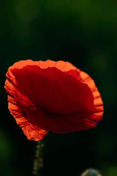 Wildes Mohnfeld Armistice Oder Remembrance Day Hintergrund — Stockfoto