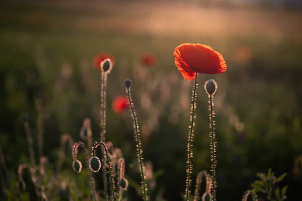 Wild Poppy Field Armistice Remembrance Day Background — Stock Photo, Image