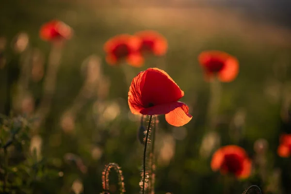 Campo Amapola Silvestre Armisticio Recuerdo Fondo Día — Foto de Stock